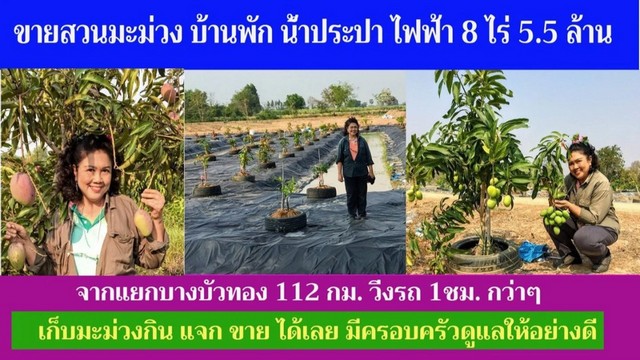 ขายสวนมะม่วง 8 ไร่ พร้อมบ้านพัก น้ำ ไฟฟ้า ทำเลเยี่ยม