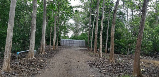 ขายด่วนที่ดิน 30 ไร่ จันทบุรี