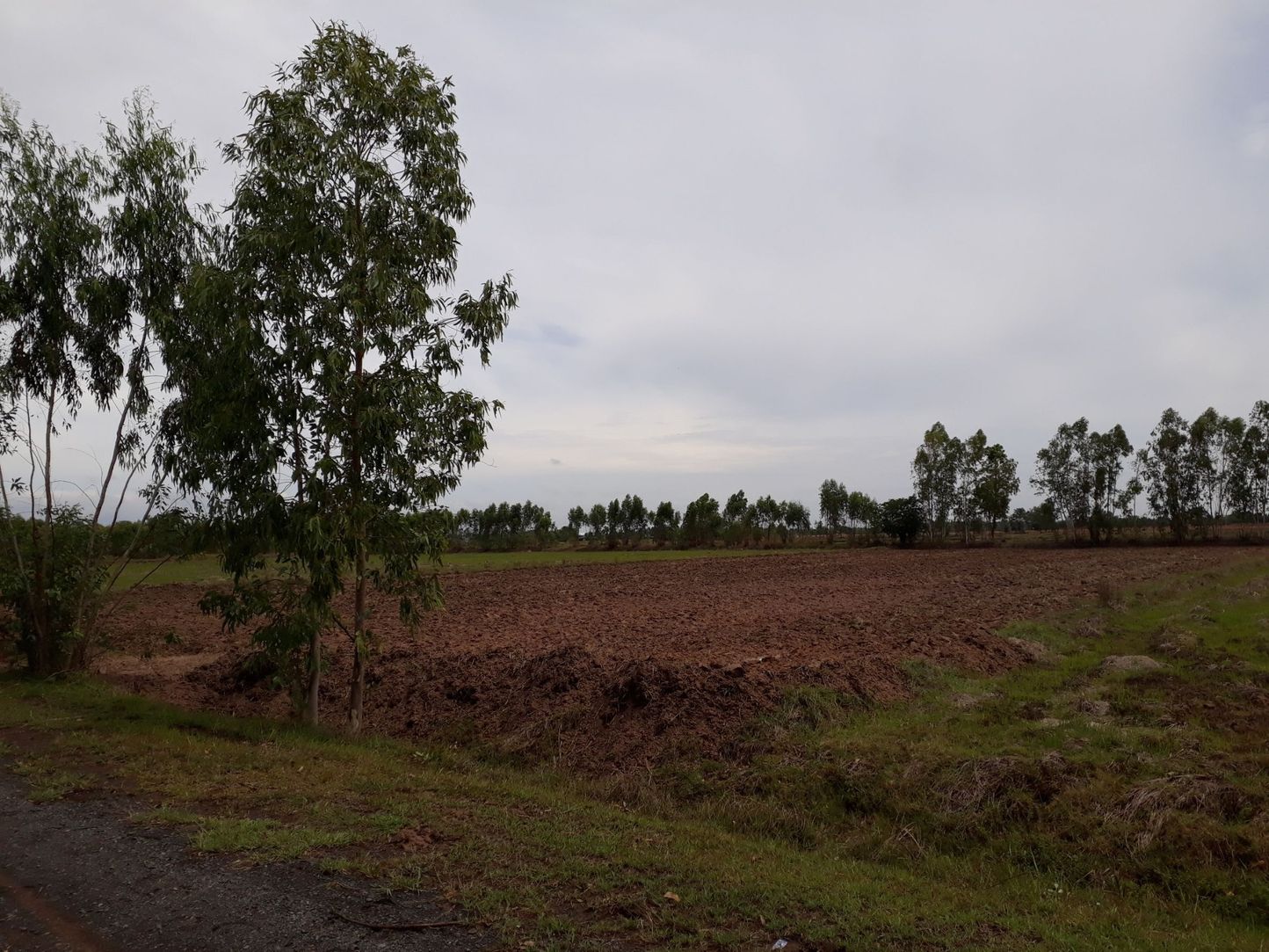 ขายที่ดินเปล่า ทำเลทอง ตำบลแกใหญ่ อำเภอเมือง จังหวัดสุรินทร์