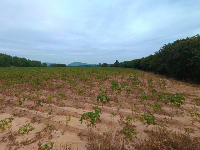 ขายที่ดินทำเลดีบ่อวินศรีราชาชลบุรี 24-1-43 ไร่