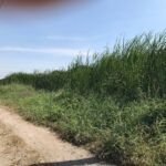 ขายที่ดินปล่าว 190 ตารางวา ซอยร่มเกล้า 19 ปากทางเข้าหมู่บ้านพาร