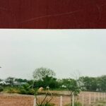 ขายที่ดินรังสิต คลอง8 สวยมาก 4.03ไร่ แปลงหัวมุมติดถนนทั้ง2ด้าน