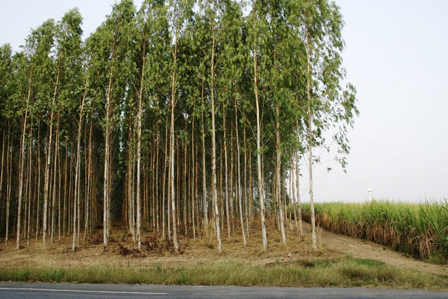 ขายที่สวนยูคาลิปตัส เนื้อที่ 20 ถึง 50 ไร่ ต.ลาดตะเคียน จ.ปราจีน