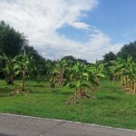 ขายที่ปล่าวสวย2.63ไร่ตำบลเหมืองง่าอำเภอเมืองลำพูนจ.ลำพูน