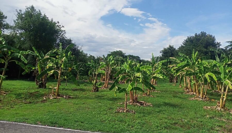 ขายที่ปล่าวสวย2.63ไร่ตำบลเหมืองง่าอำเภอเมืองลำพูนจ.ลำพูน