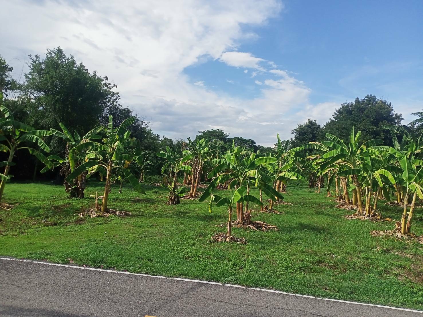 ขายที่ปล่าวสวย2.63ไร่ตำบลเหมืองง่าอำเภอเมืองลำพูนจ.ลำพูน