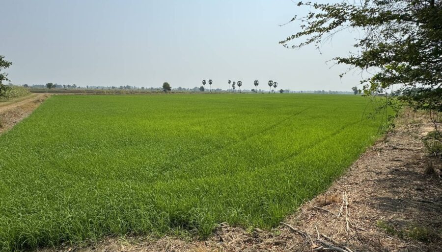 ขายที่ดินที่นา 10 ไร่ และ 14.5 ไร่ มี 2 โฉนด พิจิตร