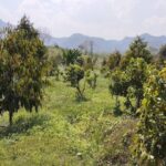 BL166 | ขายที่ดินสวนทุเรียน 108 ไร่ ที่ดิน ภบท.5