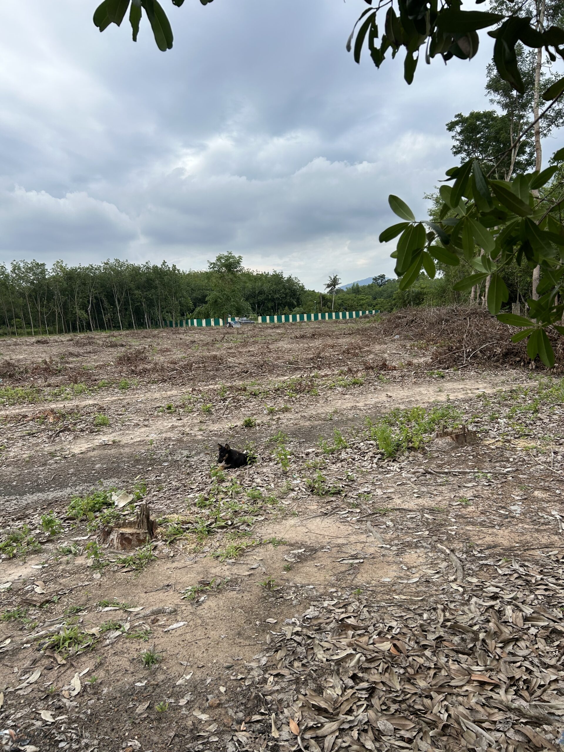 ขายที่ดินทำเลทอง ต.ตาขัน อ.บ้านค่าย จ.ระยอง