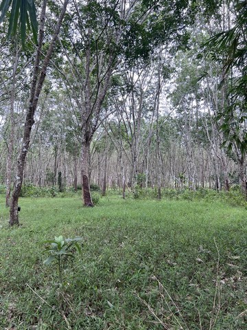 ขายที่ดินพร้อมสวนยางพารา ทำเลดี ลำทับ จังหวัดกระบี่