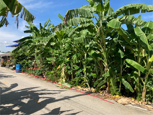 ขายที่ดินเปล่า 3 แปลงติดกัน ทำเลดี เหมาะทำเป็นที่พักอาศัย