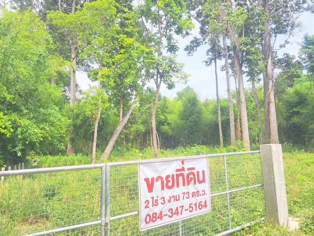 ขายที่ดินสำหรับคนรักต้นไม้มีต้นไม้ใหญ่ อายุ 100 ปี