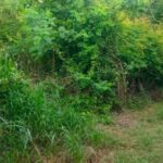 ขายที่ดินเปล่าทำเลดี พื้นที่ 193 ตรว. ต.โคกกรวด อ.เมือง จ.นครรา