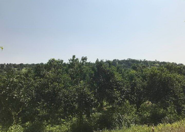 ขายสวนส้มพร้อมส้มพร้อมขาย 1000 ไร่