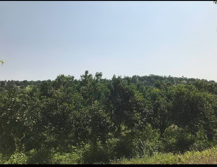 ขายสวนส้มพร้อมส้มพร้อมขาย 1000 ไร่