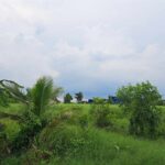 ขายที่ดิน 1 ไร่ รังสิต คลอง10 หนองเสือ โทร 084 992 4497