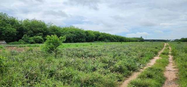 ขายที่ดินบ่อวิน ศรีราชา ชลบุรี