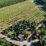 ขายที่ดินพร้อมสวนทุเรียน ติดถนนทางหลวงชนบทจันทบุรี 1028