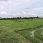 ขายที่ดิน ทำเลทอง 7-1-85 ไร่ ติดถนนเพชรเกษม ใกล้ทางหลวงราชบุรี