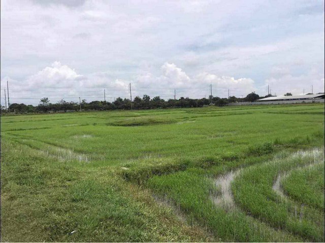 ขายที่ดิน ทำเลทอง 7-1-85 ไร่ ติดถนนเพชรเกษม ใกล้ทางหลวงราชบุรี