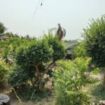 ขายที่ดิน 7-2-33 ไร่ รวม 3 แปลง ท่ามะกา กาญจนบุรี ใกล้แหล่งท่องเท