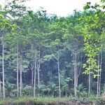 มีรายได้ทันที สวนยาง-ไม้กฤษณากำลังให้ผลผลิต44ไร่พร้อมบ้านพัก จันท