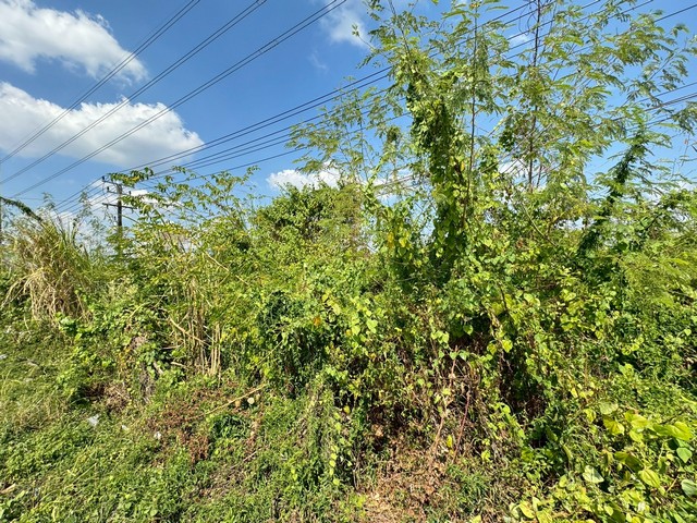 ขายที่ดินเปล่าจันทบุรีติดถนนสุขุมวิท โฉนดใบเดียว