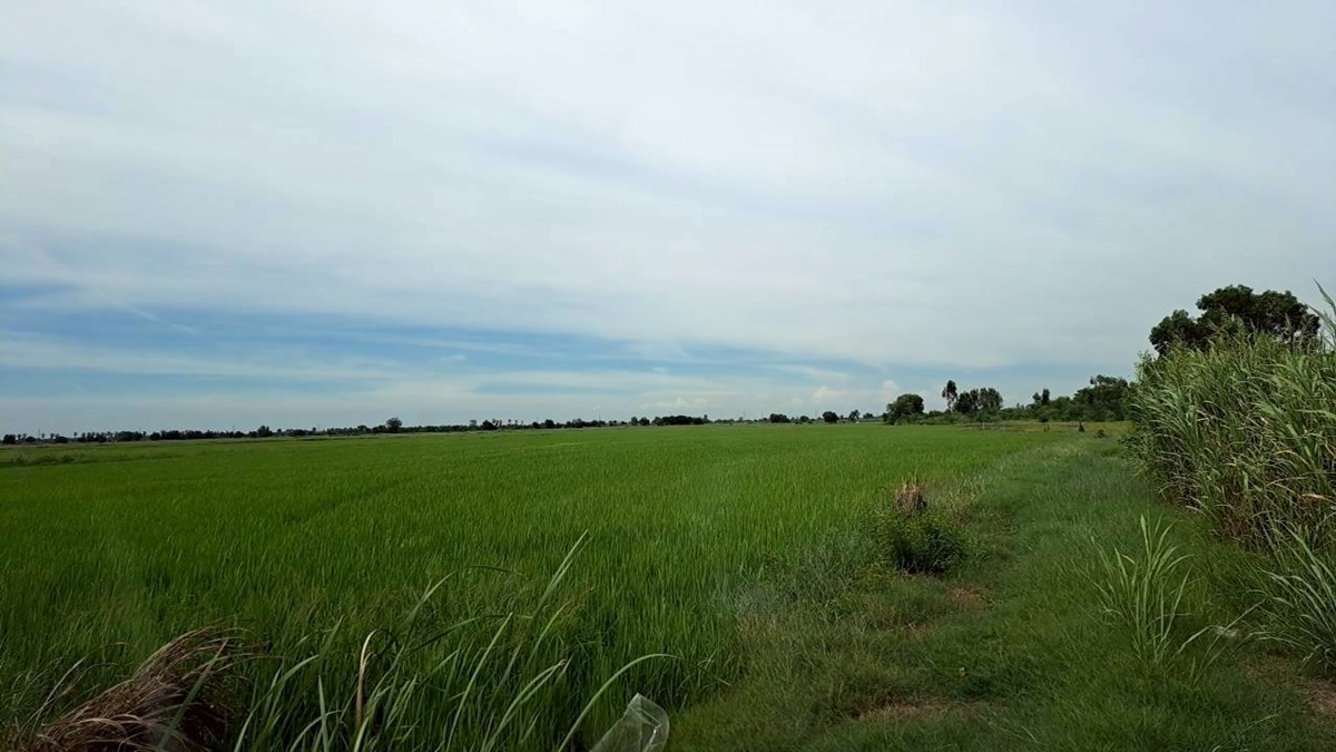 ขายที่ดิน แปลงใหญ่สวย ติดถนนสาย 347 ปทุมธานี-บางปะหัน ต.บางประแดง อ.บางประอิน อยุธยา กม. 29-30 โทร 095-8299247