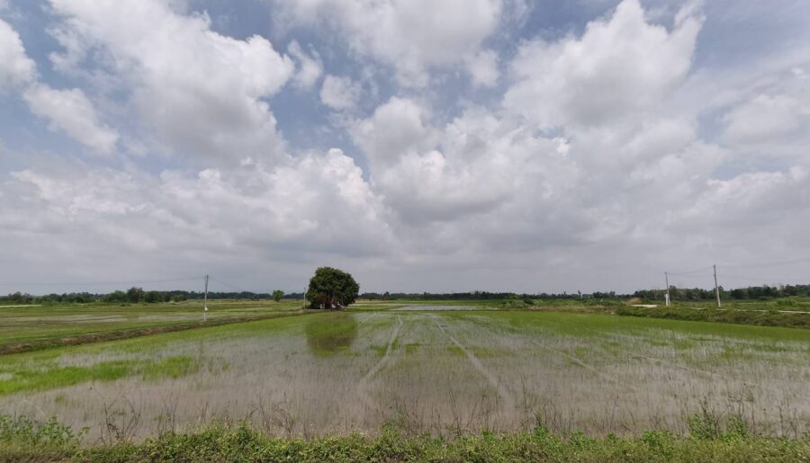 ขายที่ดิน ที่นา พิษณุโลก อำเภอวังทอง 19 ไร่ สวยมาก วิวนาสวย อากาศดี เงียบสงบ โทร 063-2825635