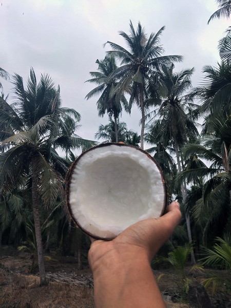 ขาย สินค้า ส่งฟรีกรุงเทพปริมณฑล ทับสะแก จำหน่ายมะพร้าวกะทิแบบลูก มะพร้าวกะทิ ประจวบครีรีขันธฺ์